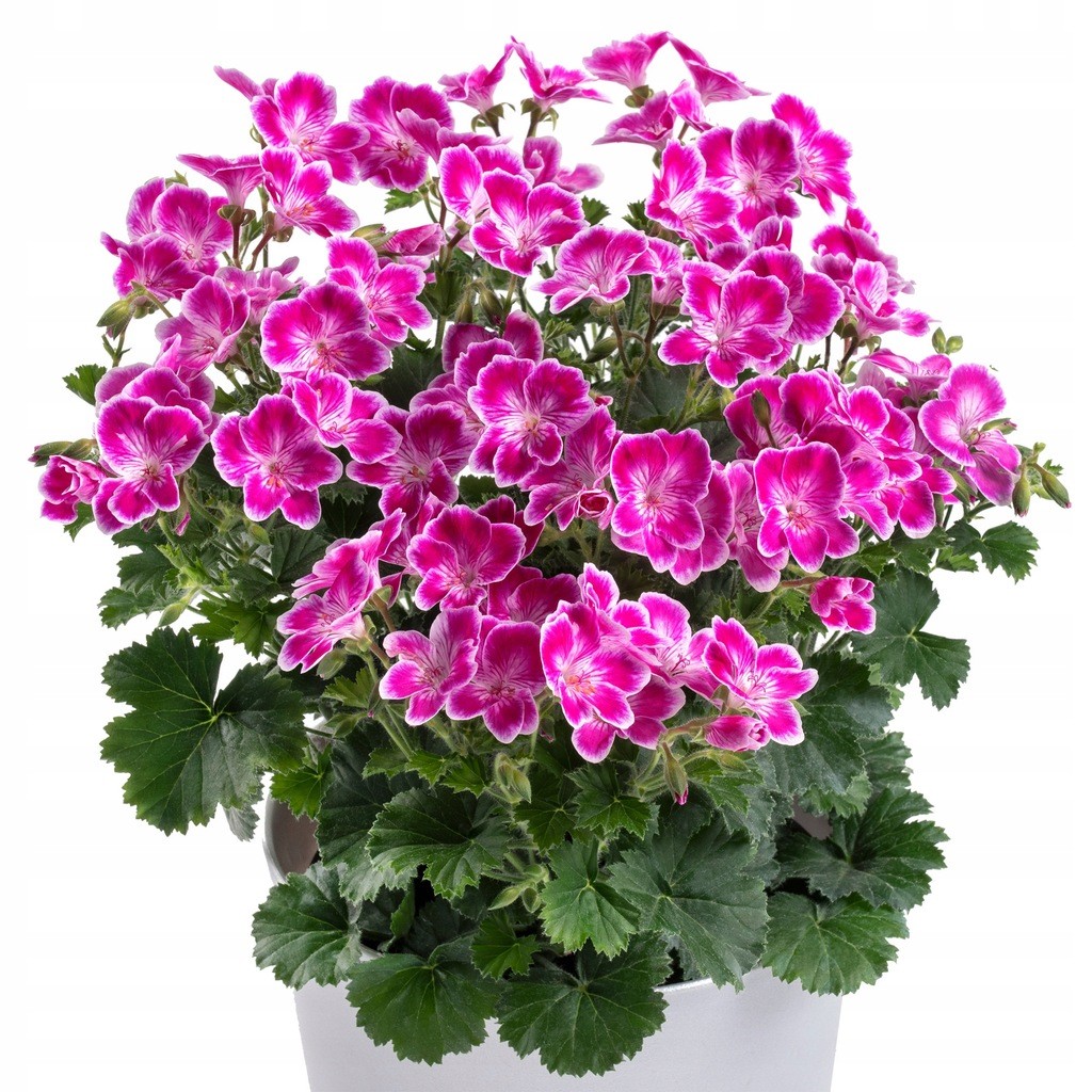 Пеларгония Pelargonium (герань)