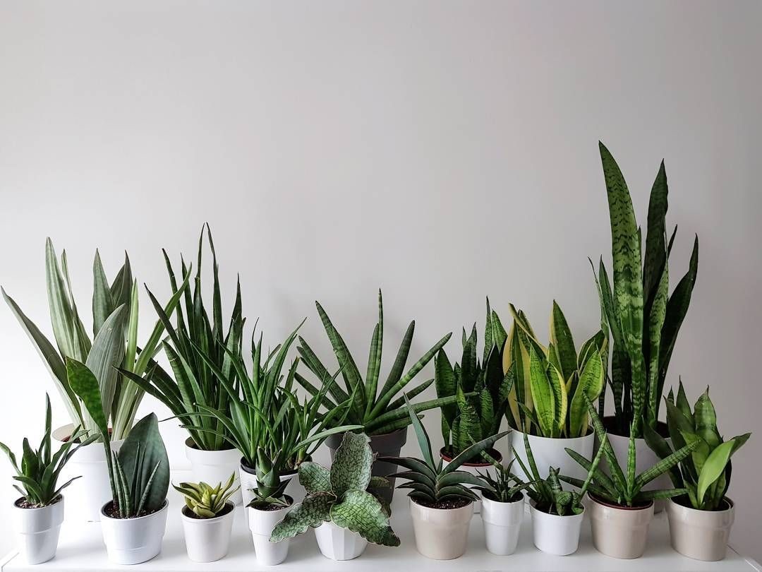 Сансевьера