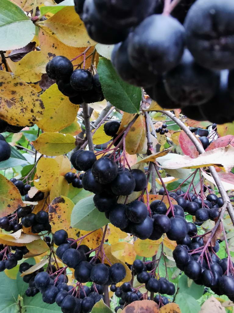 Рябина черноплодная 