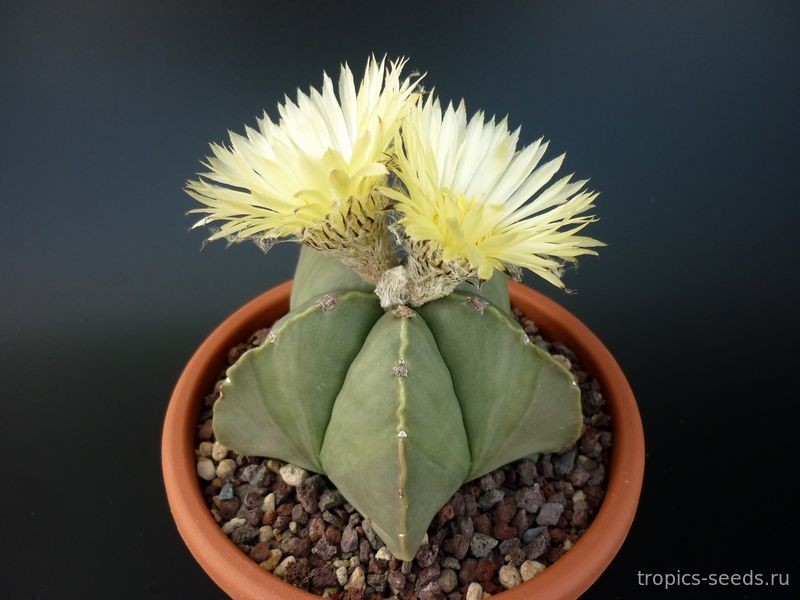 Кактусы (лат. Cactac)