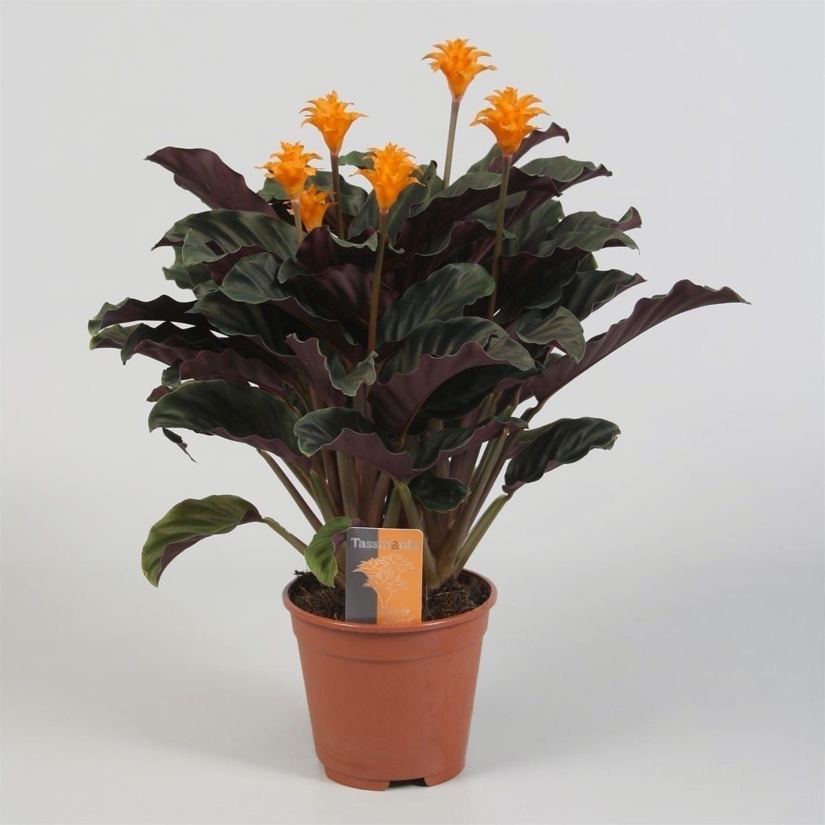 Калатея (лат. Calathea) 
