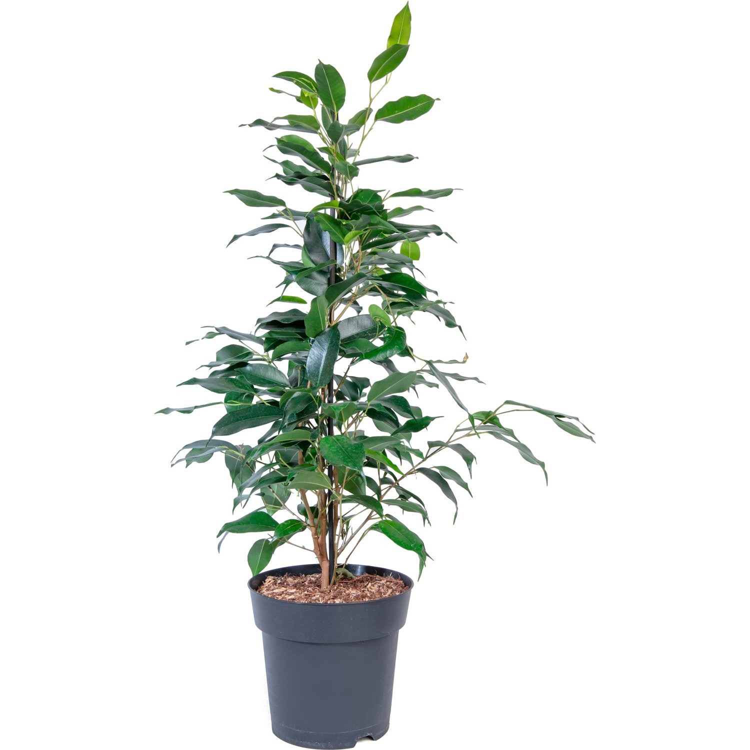 Фикус Бенджамина