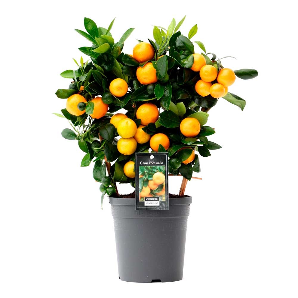 Каламондин