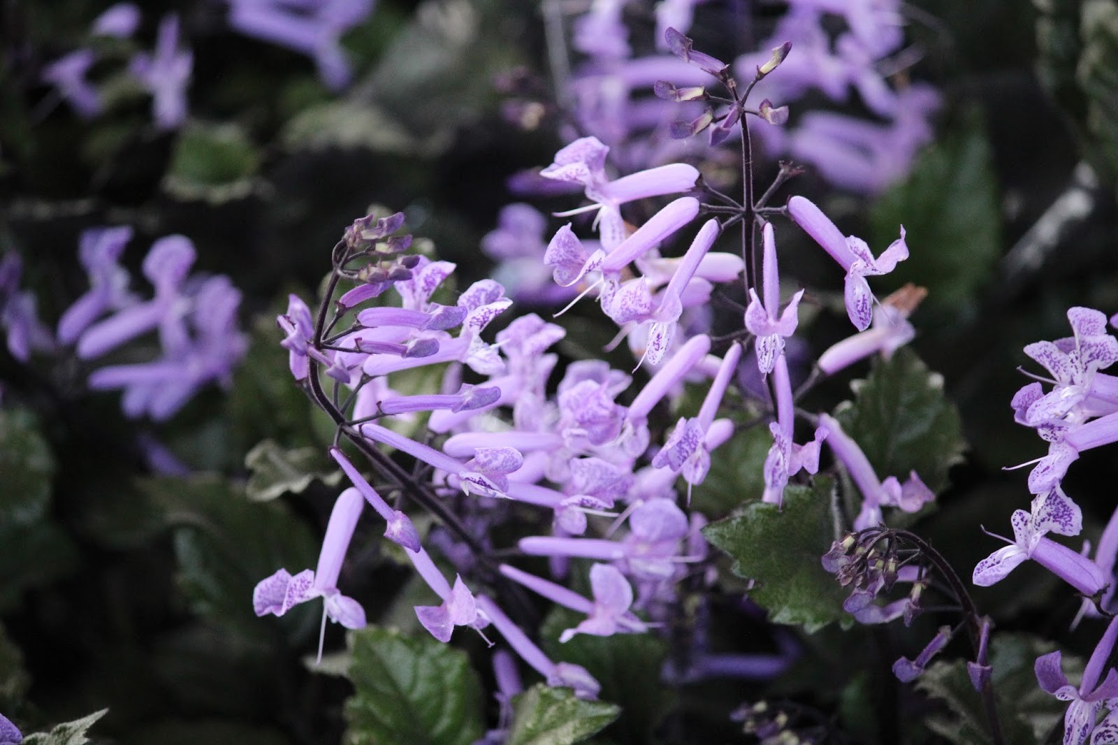 Плектрантус 