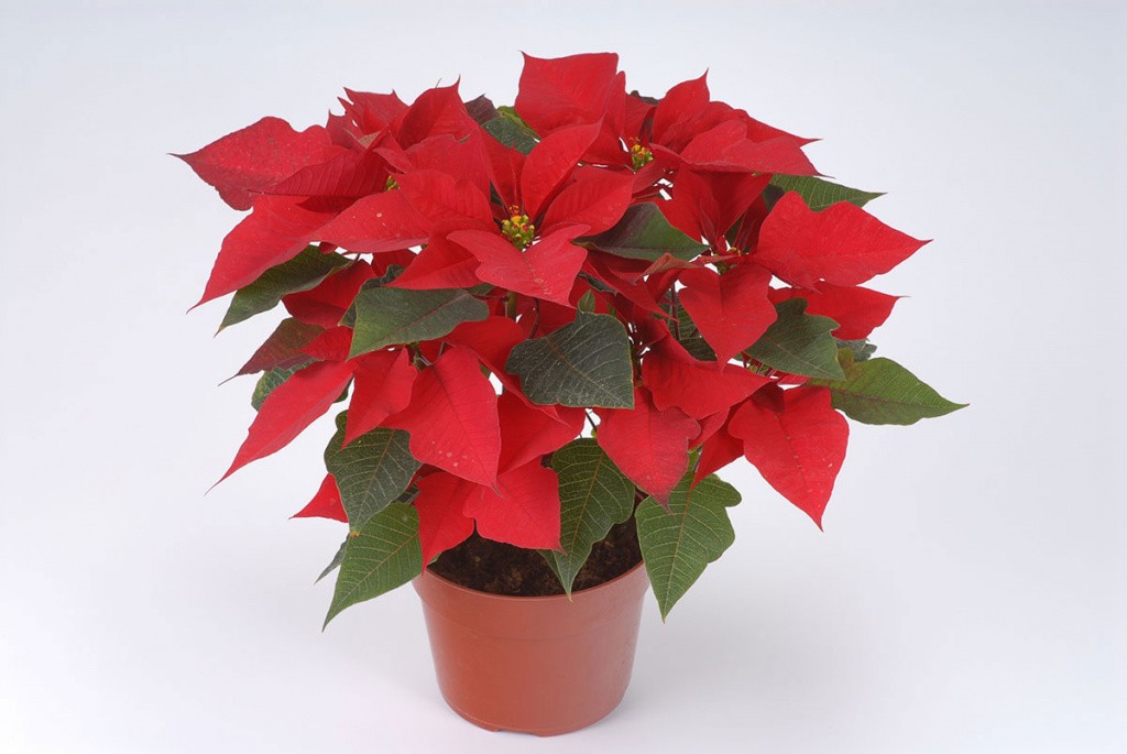 Пуансеттия