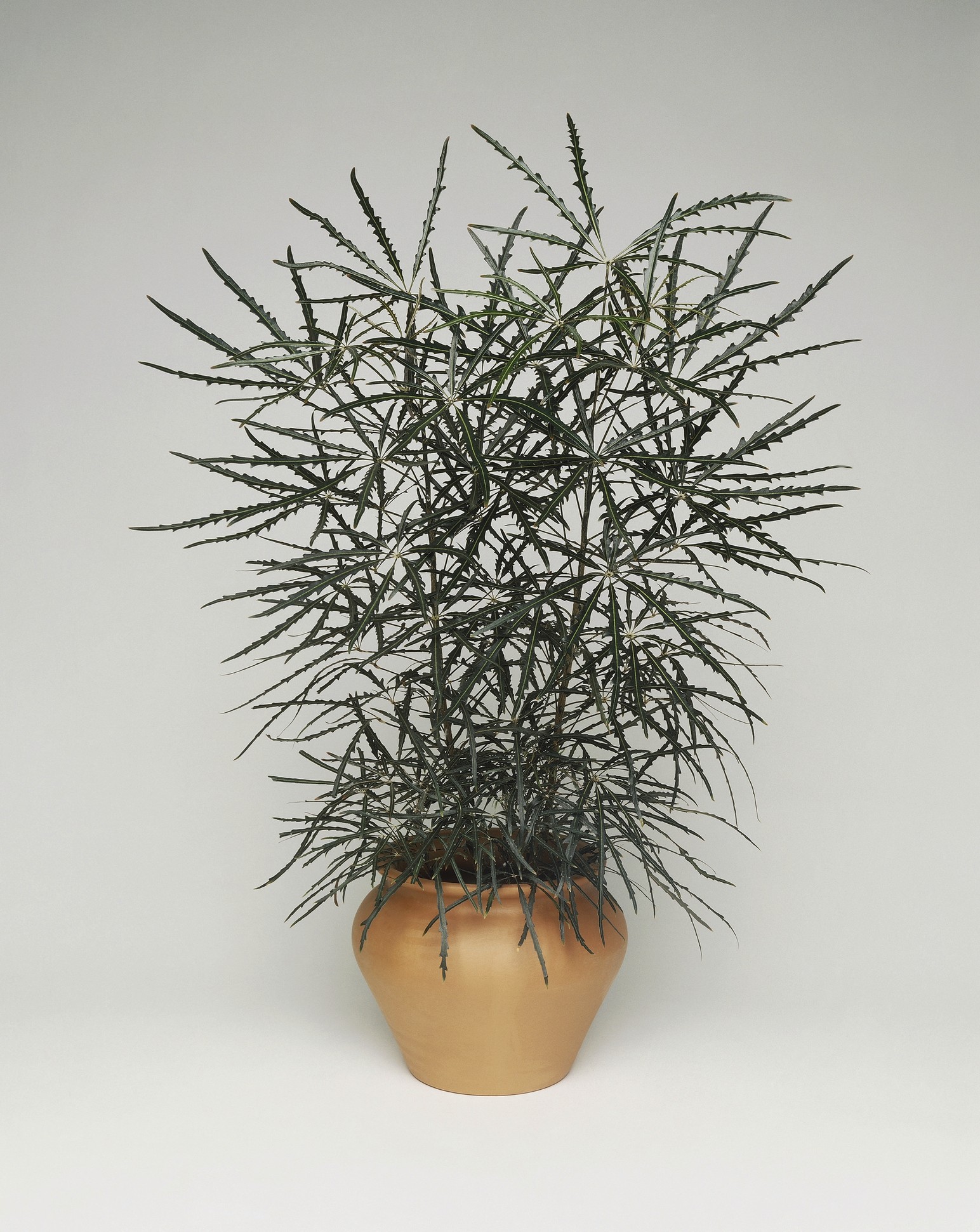 Дизиготека