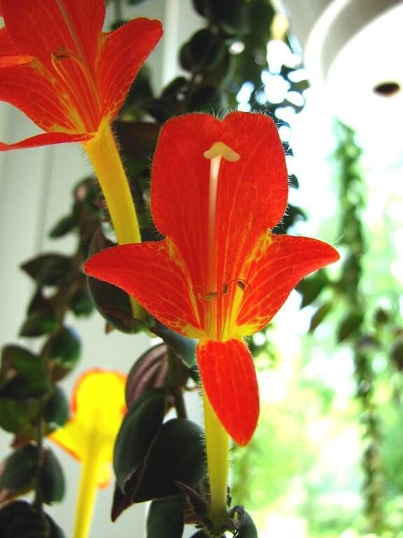 Колумнея (лат. Columnea)